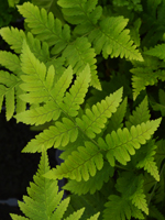 Hardy Fern Dryopteris goldiana